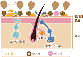 肌における、常在菌、悪玉菌、善玉菌それぞれの作用を表した図